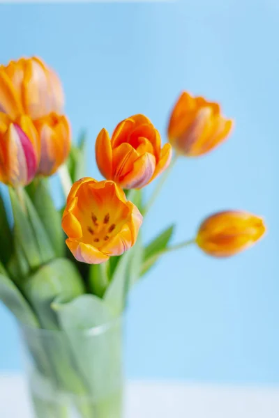 Mavi arka planda bir vazo bahar turuncu lale — Stok fotoğraf