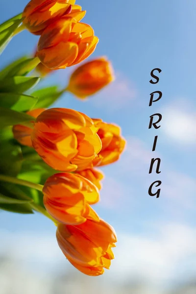 Primavera tulipas laranja no fundo do céu azul — Fotografia de Stock