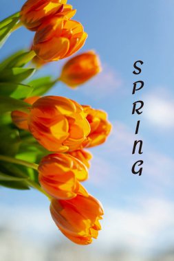 Mavi gökyüzü arka planda bahar turuncu lale