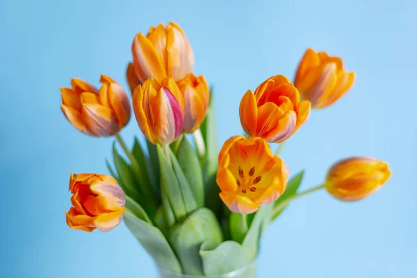 Tulipanes naranja primavera en un jarrón sobre fondo azul —  Fotos de Stock