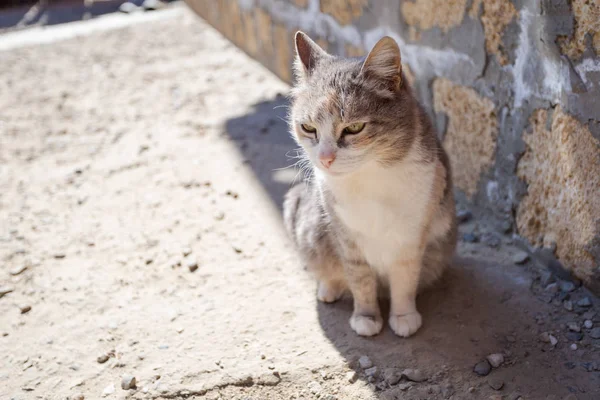 Um gato cinza doméstico na sombra — Fotografia de Stock