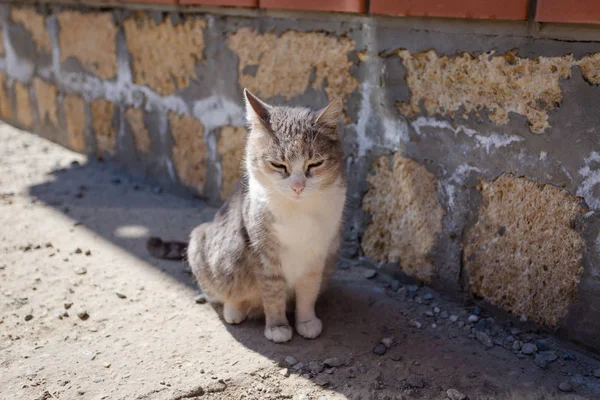 Um gato cinza doméstico na sombra — Fotografia de Stock