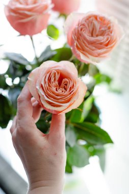 Deklanşörile pencerede bir vazo içinde Ranunkuluses