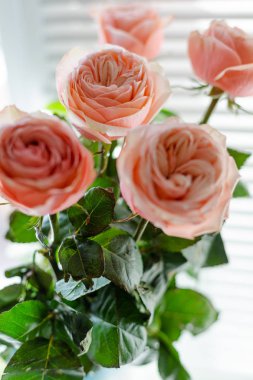 Deklanşörile pencerede bir vazo içinde Ranunkuluses