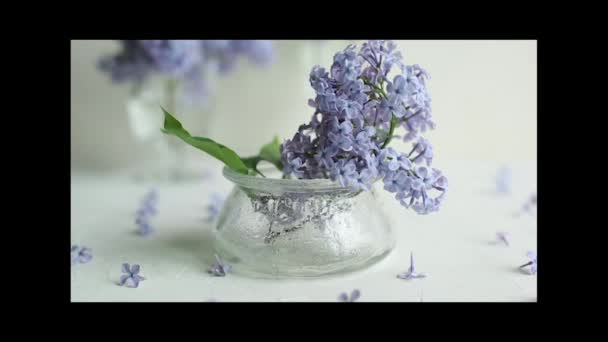 Een lente stelletje paars lila bloemen in een vaas — Stockvideo