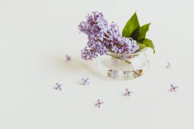 Mor bahar leylak çiçekler beyaz hala hayat