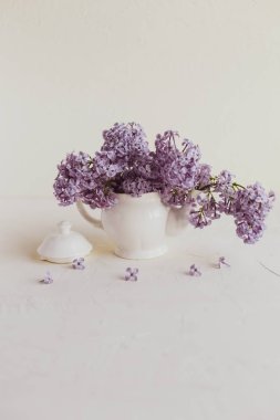 Mor bahar leylak çiçekler beyaz hala hayat