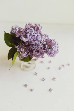 Mor bahar leylak çiçekler beyaz hala hayat