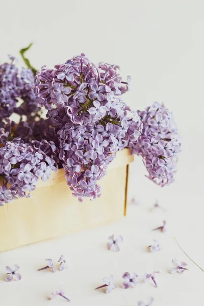 Purple spring lilac flowers still life on white