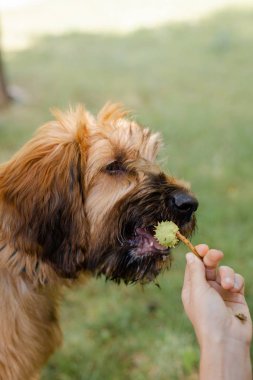 Parkta oynayan kırmızı bir köpek yavrusu