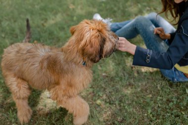 Yavru köpek Brie çoban köpeği ve onun sahibi çayır üzerinde
