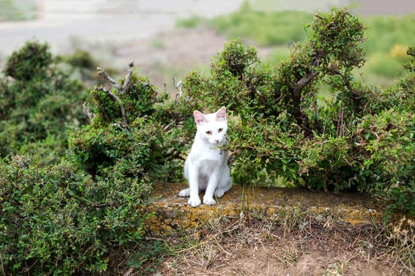 Gato doméstico branco em um arbusto verde — Fotografia de Stock