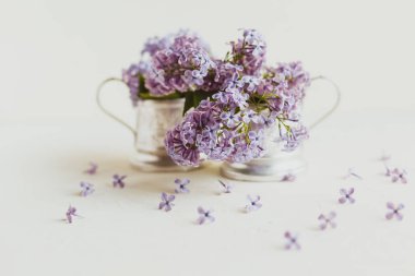 Mor bahar leylak çiçekler beyaz hala hayat