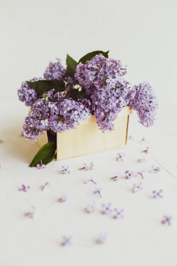 Mor bahar leylak çiçekler beyaz hala hayat