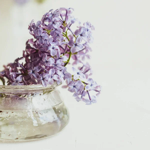 Mor bahar leylak çiçekler beyaz hala hayat