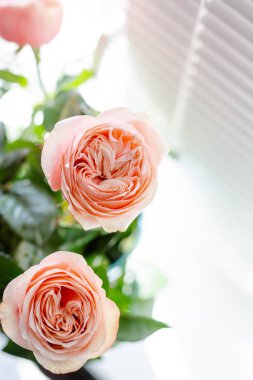 Deklanşörile pencerede bir vazo içinde Ranunkuluses