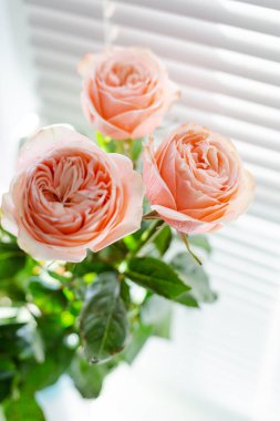 Deklanşörile pencerede bir vazo içinde Ranunkuluses