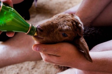 Karakul kahverengi kuzu şişeden süt besliyor