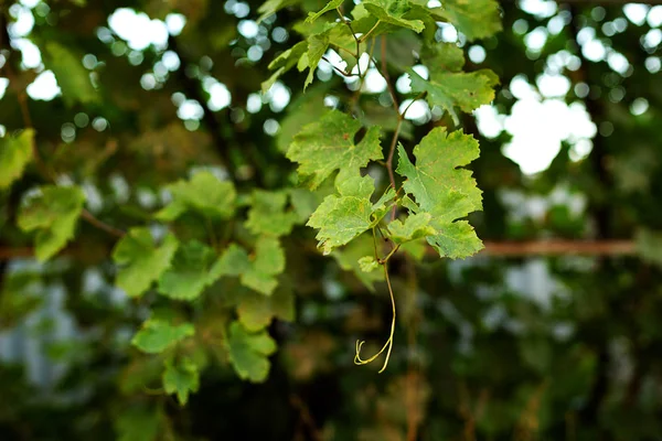 Ivy or vine branches in the garden — Stock Photo, Image