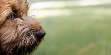 Çayır üzerinde bir köpek yavrusu Brie çoban köpeği Banner