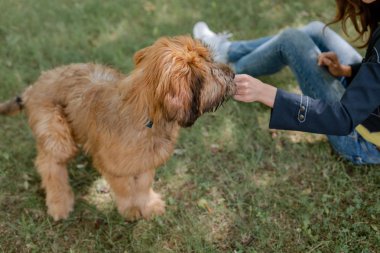 Yaz aylarında bir köpek yavrusu Brie çoban köpeği ve onun sahibi middow üzerinde