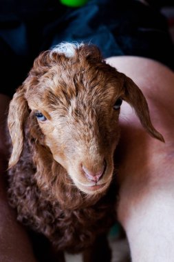 Karakul kahverengi kuzu şişeden süt besliyor