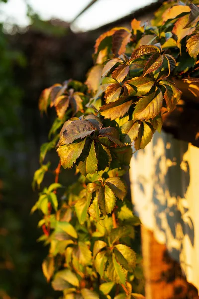 Ivy or vine branches in the garden — Stock Photo, Image