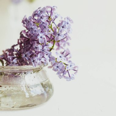 Mor bahar leylak çiçekler beyaz hala hayat