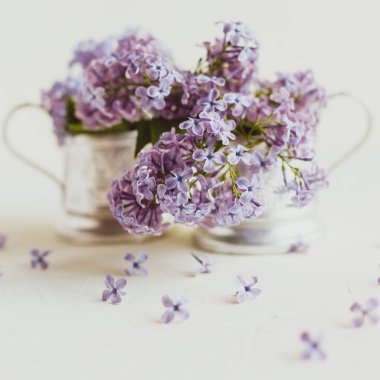 Mor bahar leylak çiçekler beyaz hala hayat