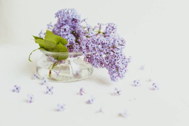 Mor bahar leylak çiçekler beyaz hala hayat