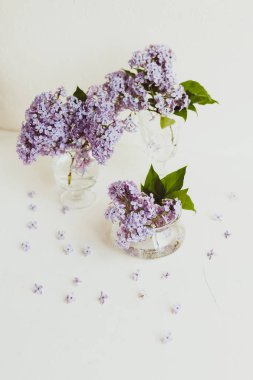 Mor bahar leylak çiçekler beyaz hala hayat