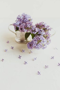 Mor bahar leylak çiçekler beyaz hala hayat