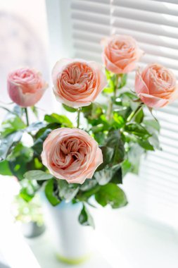 Deklanşörile pencerede bir vazo içinde Ranunkuluses