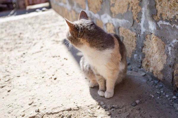 Gölgede bir yerli gri kedi
