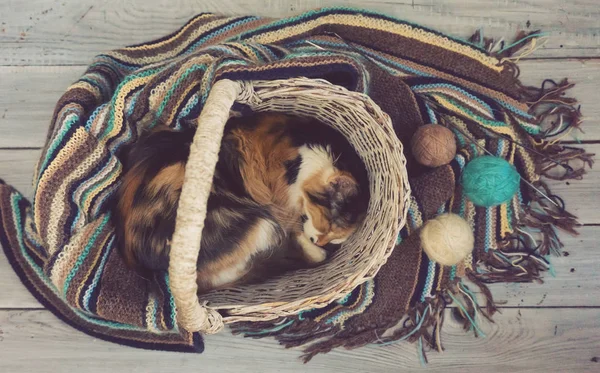 Fluffy cat in a wicker basket on a wooden surface. Nearby is knitted woolen scarf and yarn balls