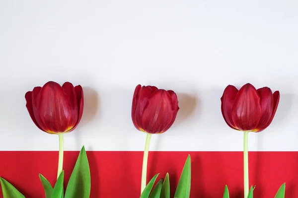 Red tulips on white and red background. Top view