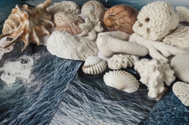Kabukları ve deniz görüntüleri ile resimler