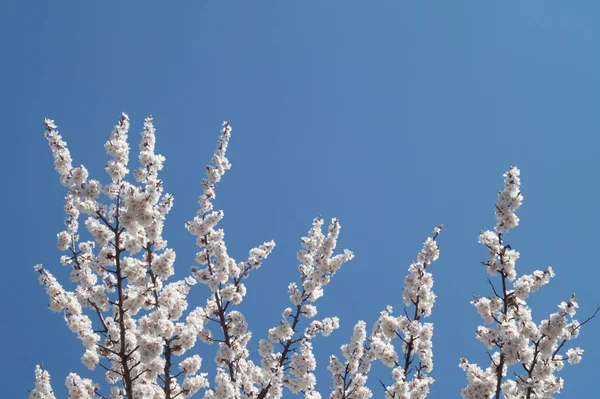 Zweige Einer Blühenden Aprikose Auf Blauem Himmel Hintergrund — Stockfoto