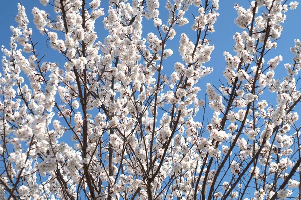 Zweige Einer Blühenden Aprikose Auf Blauem Himmel Hintergrund — Stockfoto