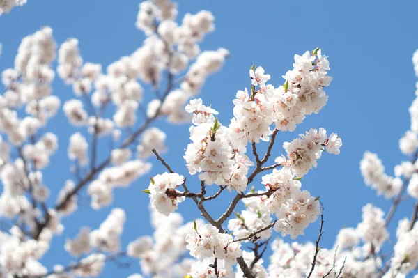 Ramas Albaricoque Flor Sobre Fondo Azul Del Cielo — Foto de Stock