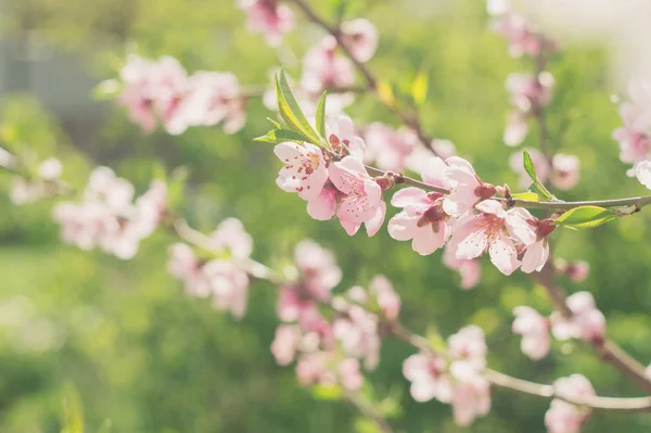 Floraison Branche Une Pêche Sur Fond Verdure — Photo