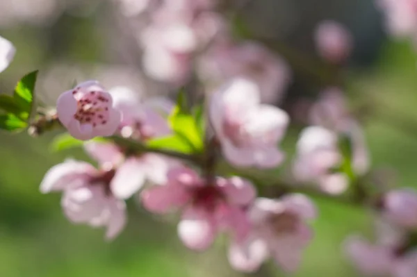 Flowering branch of a peach on background of greenery. Blurred image. Background