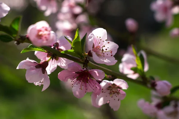 Flowering branch of a peach on background of greenery