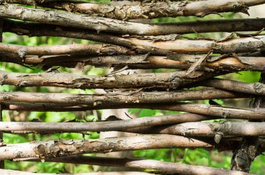 Bükülmüş dalların hedge parçası