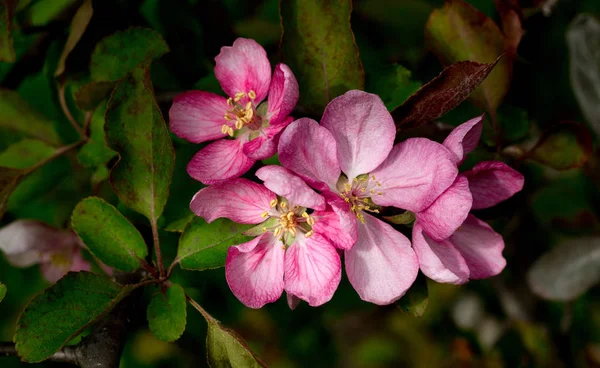 ピンクの花とリンゴの木の枝 — ストック写真