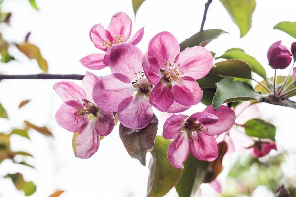 Apfelbaumzweig Mit Rosa Blüten — Stockfoto