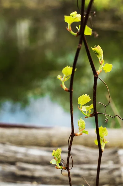 Junge Zweige Einer Weinrebe Auf Einem Hintergrund Aus Alten Baumstämmen — Stockfoto