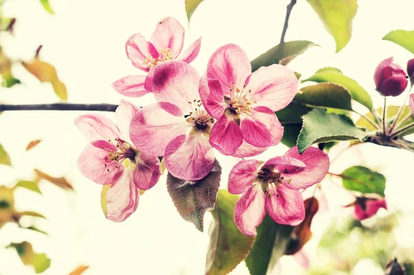Ветка Яблони Розовыми Цветами — стоковое фото
