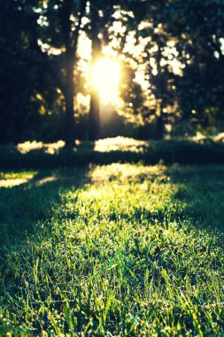Bir ormandaki sabah güneş ışınları