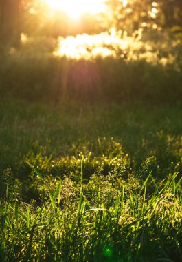 Bir ormandaki sabah güneş ışınları